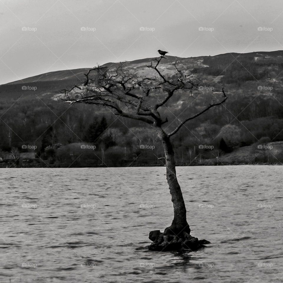 Tree in the loch with bird