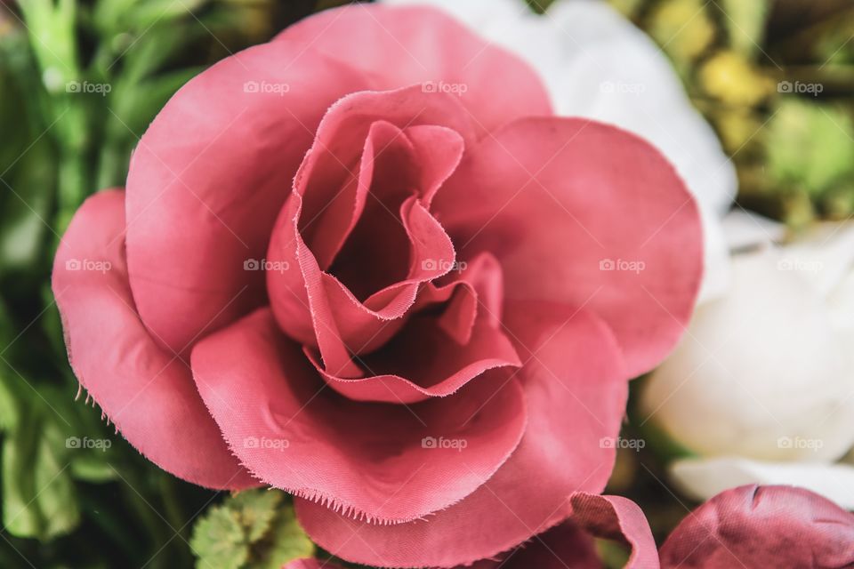 Beautiful pink rose blooming in close up in a garden on bright spring day.