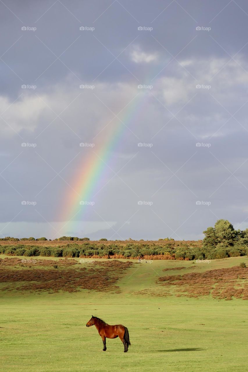 Rainbow in autumn sky with wild horse and fall colours of nature 