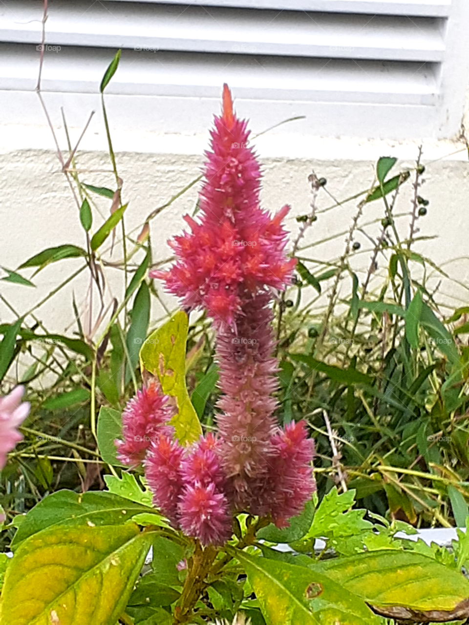 portrait of a flower