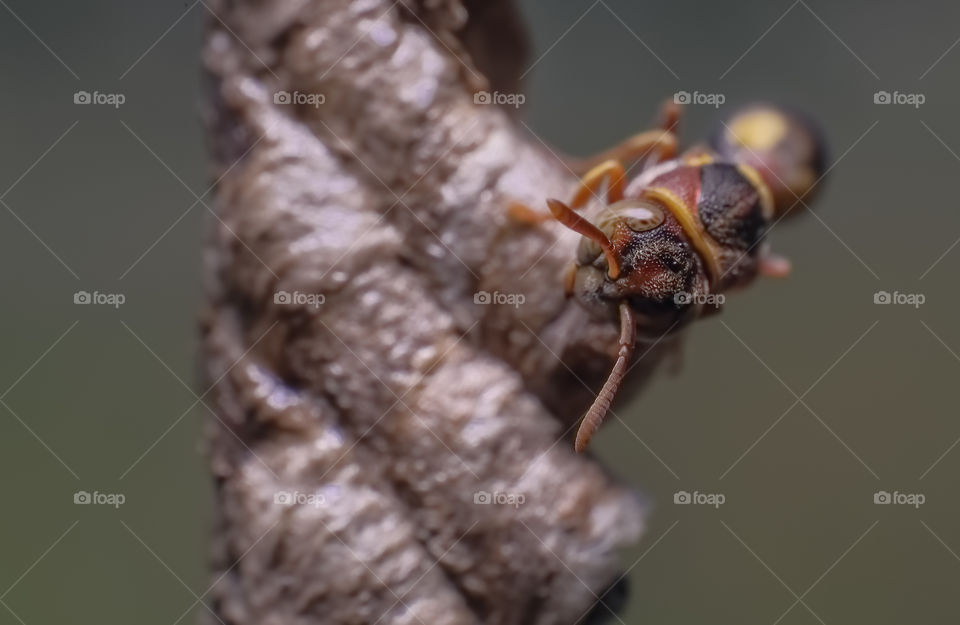 macro closeup paper wasp