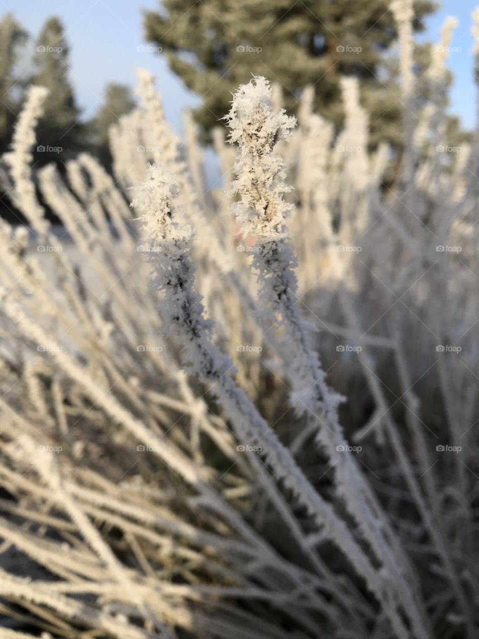 Lavender with frost