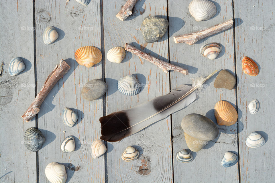 Directly above shot of seashell on wood