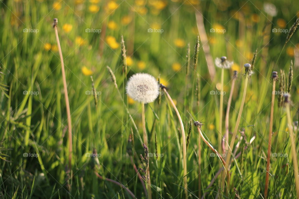 Grass, Hayfield, Nature, Field, Summer