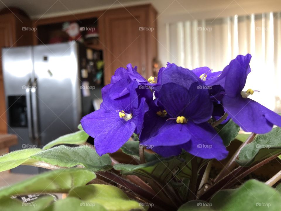Close up purple flowers, leaves with kitchen in background.