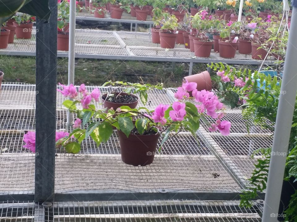Flower, Garden, Greenhouse, Flora, Patio