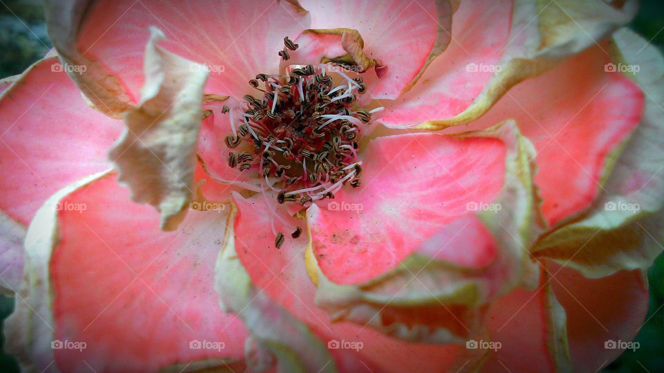 Old pink rose