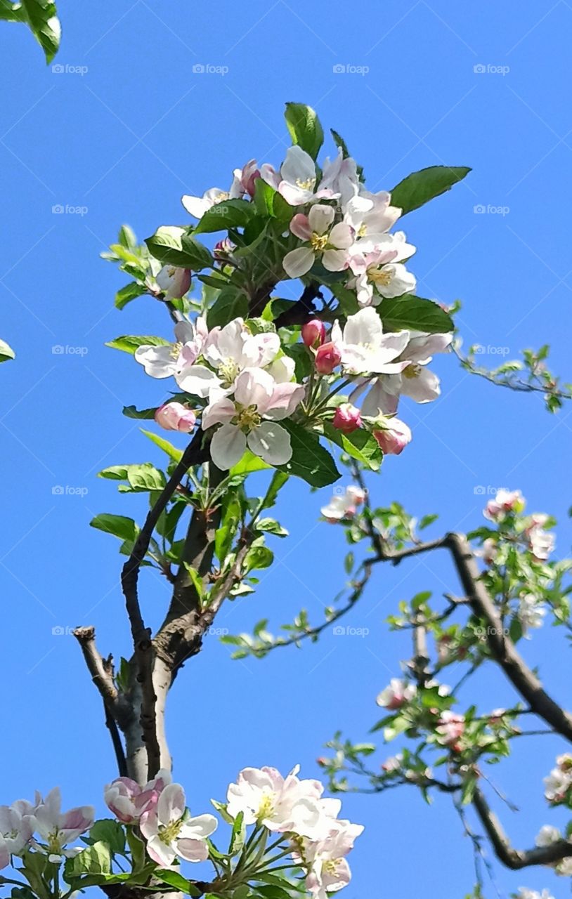 Blossoms blossoms blossoms