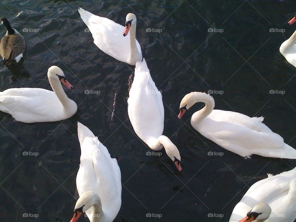 Swans from above