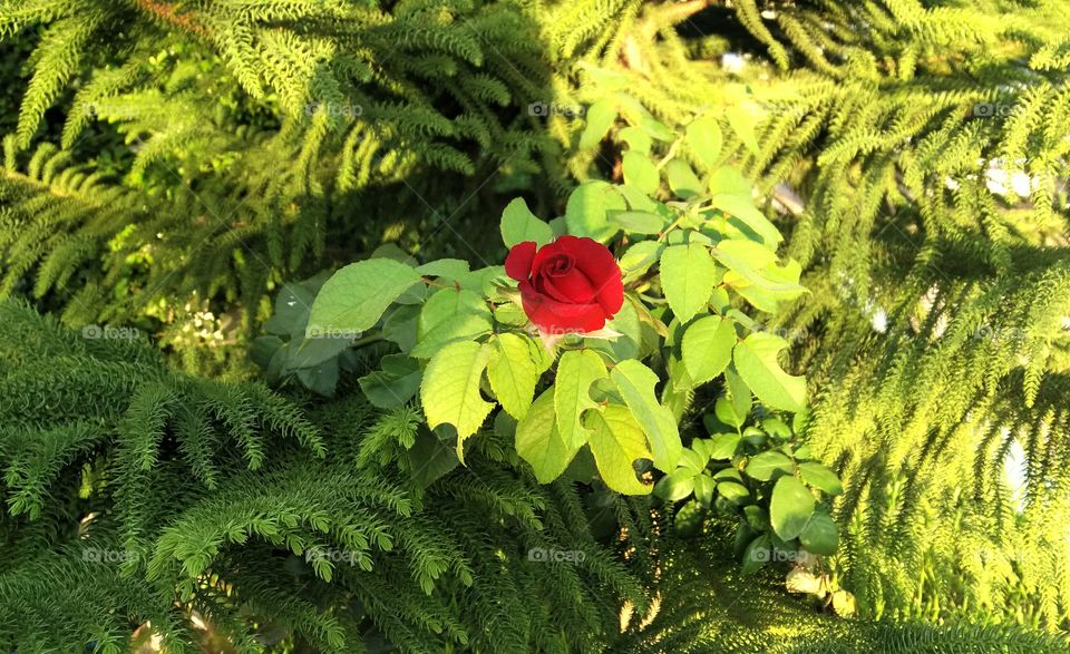 A beautiful little rose