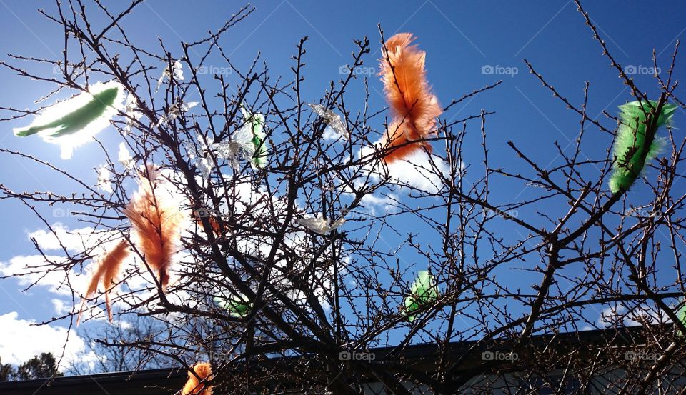 Feathers in the branch