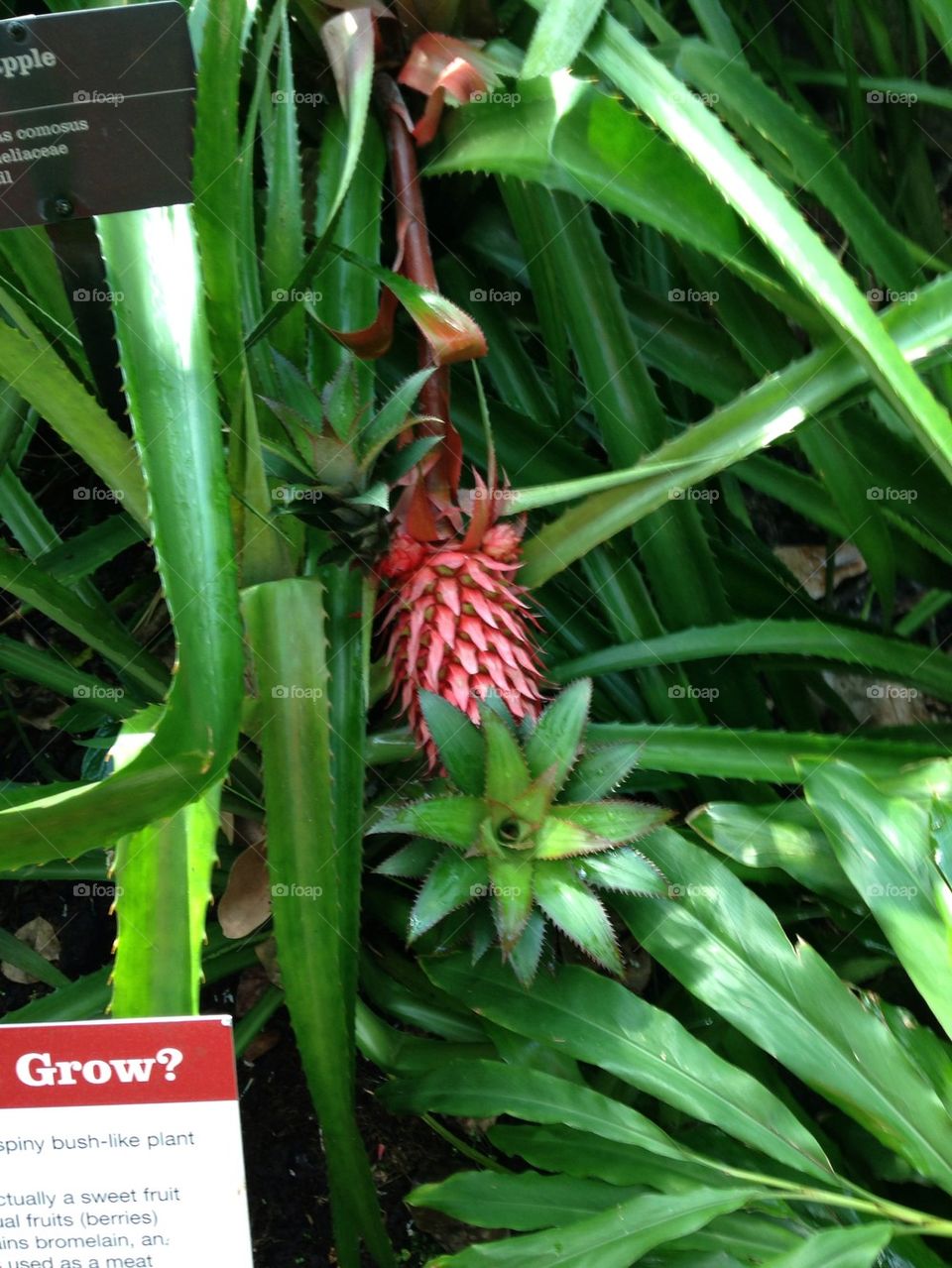 Red pinapple