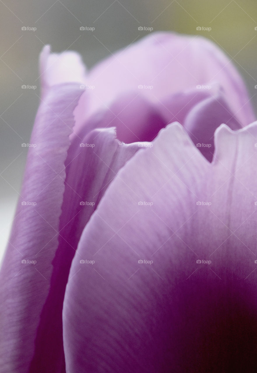 Extreme close-up of tulip flower