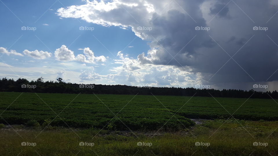 Rain Clouds Over a Field