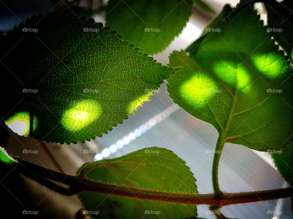 Sun over green leaves