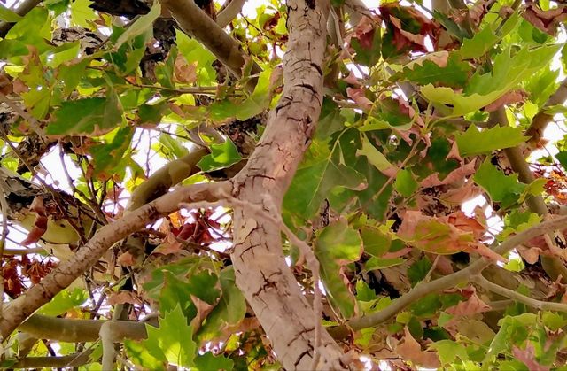branch of tree