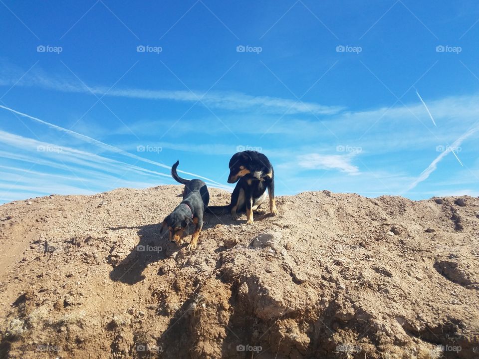 Summer Dirt Dogs