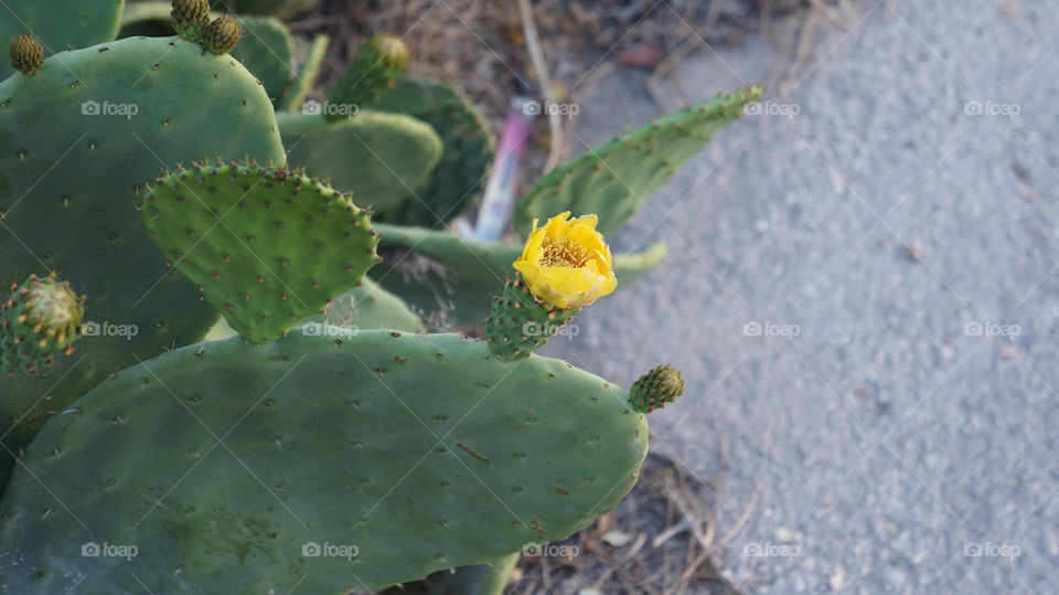 nature flower cactus by jensc