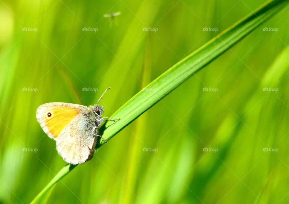 butterfly on grass