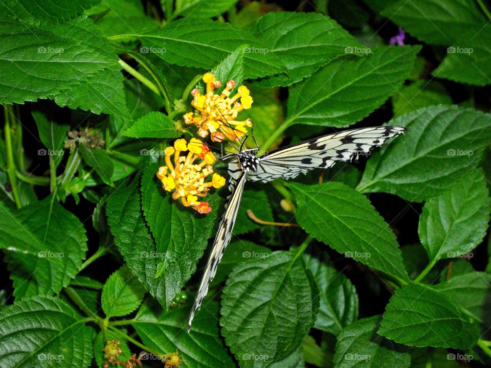 Tiger Swallowtail Butterfly