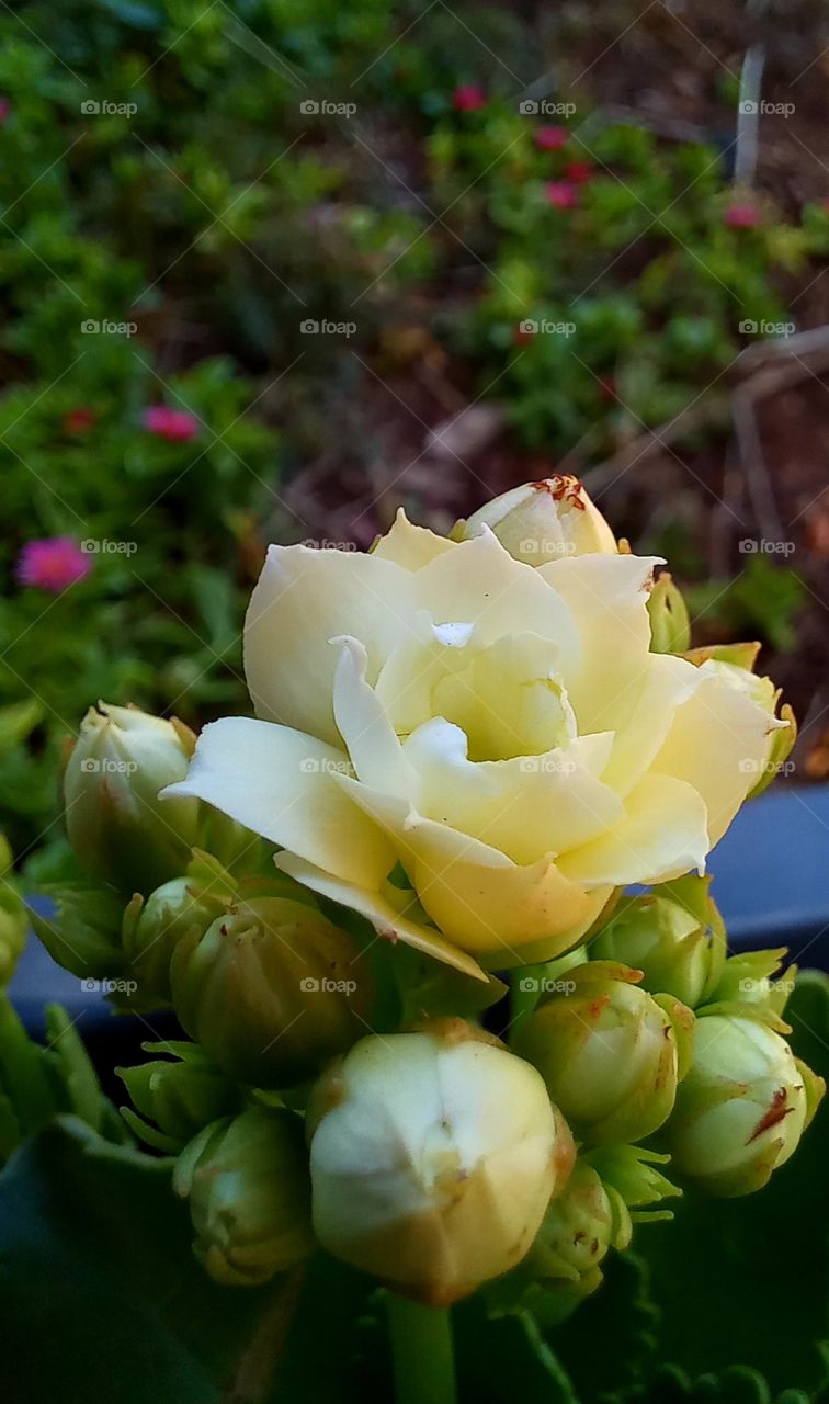 kalanchoe blossfeld iana poella