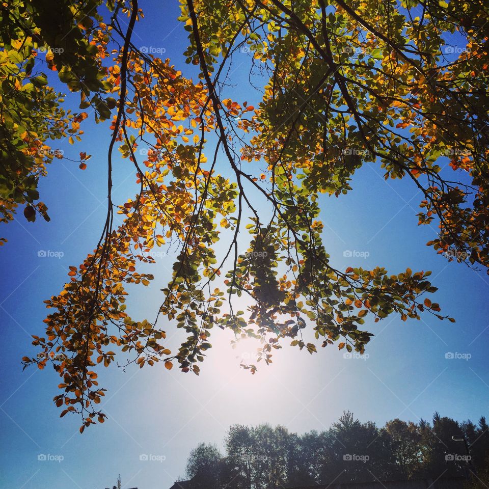 Low angle view of autumn trees