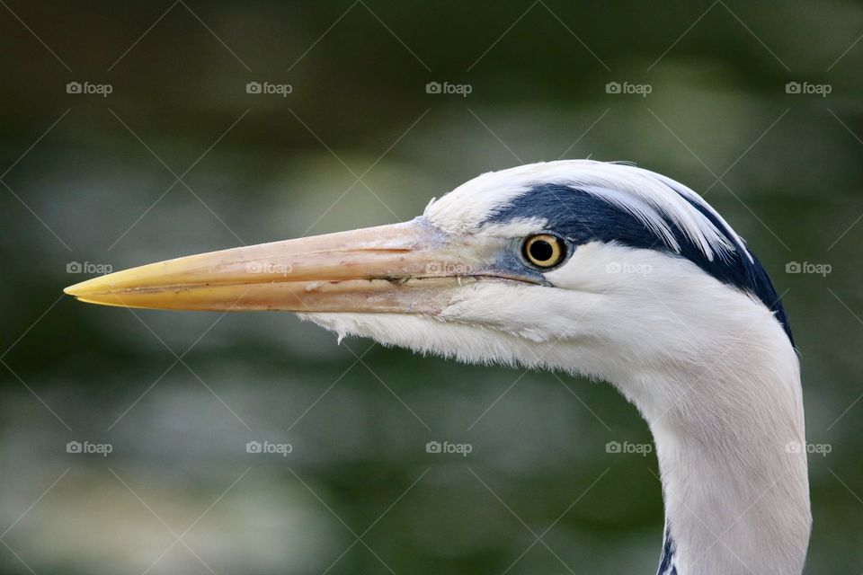 head of a gray heron