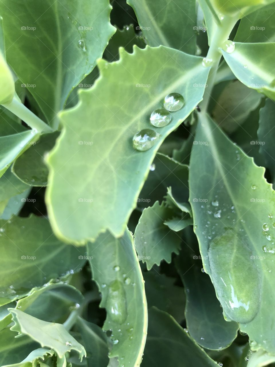 Raindrop on a leaf