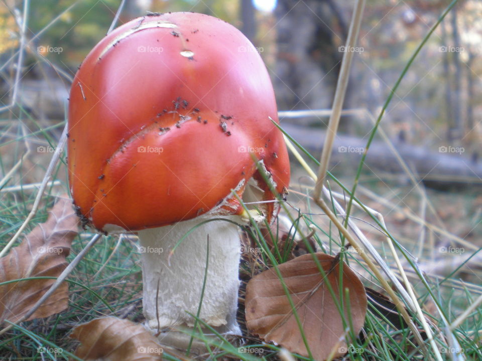 Extreme close-up of mushroom