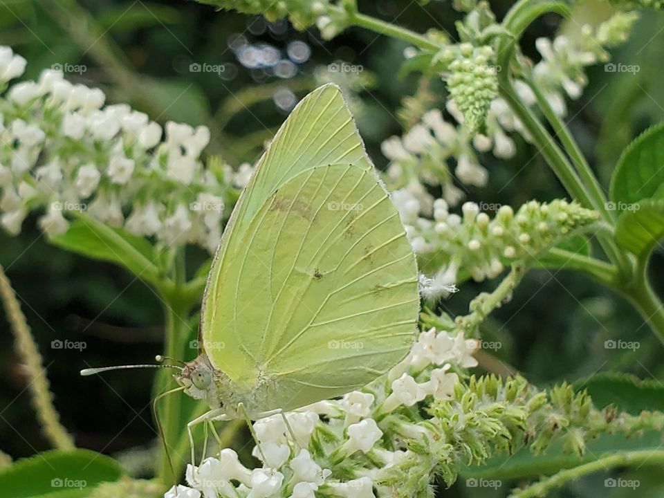 A yellow green butterfly on a sweet almond verbena bush.