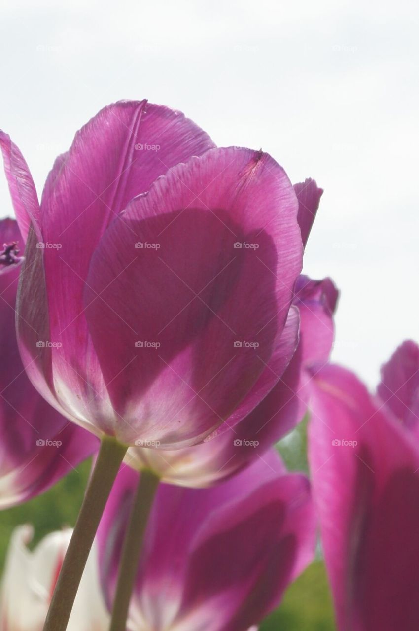 Purple tulips against the sky