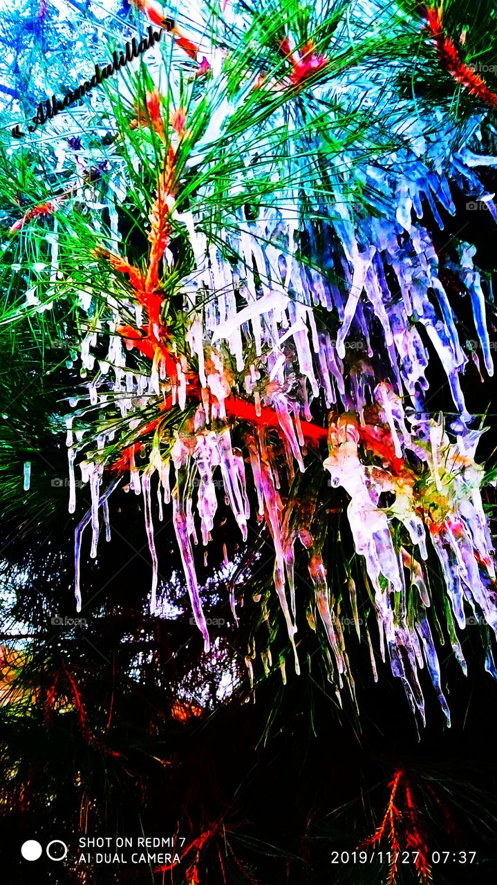 ice on spruce leaves