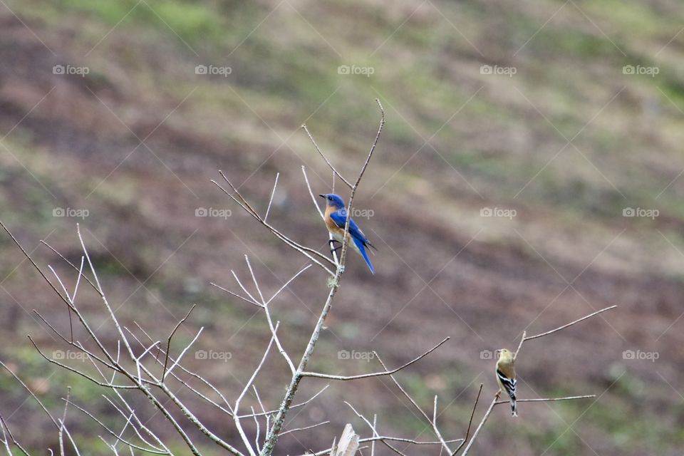 Two Bird with one shot