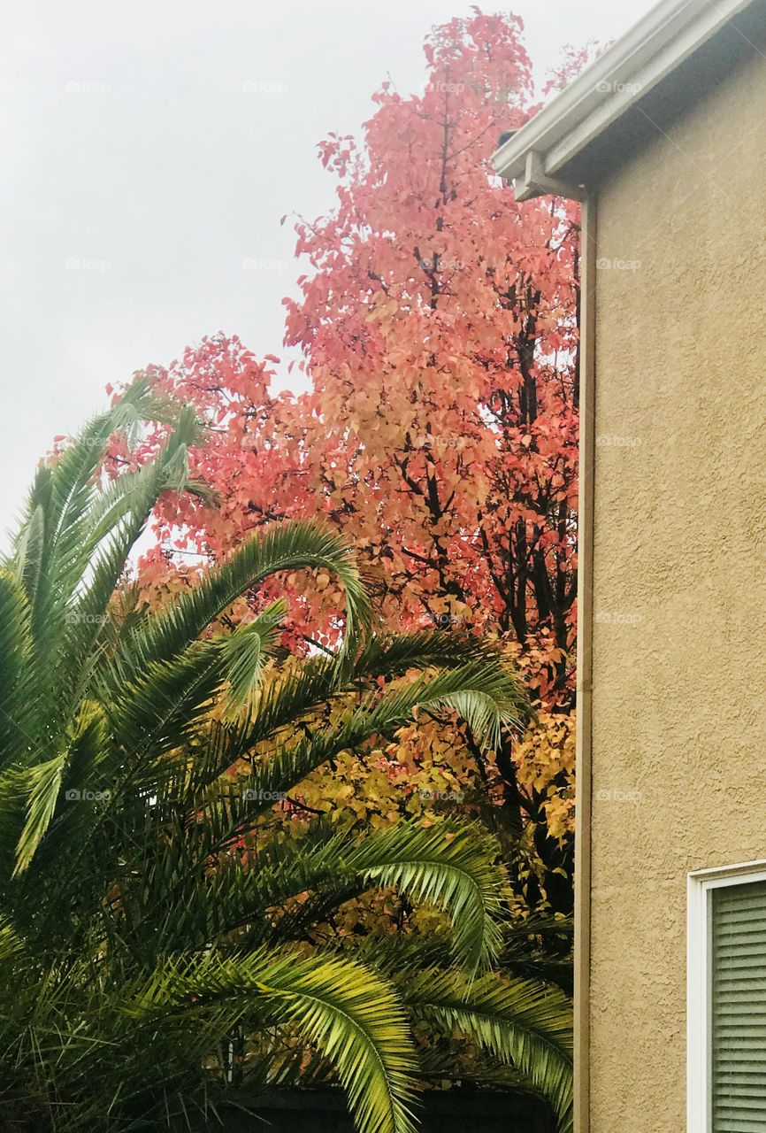 Trees leaning up against a house- palm tree and a beautiful golden autumn tree, backyard beauty🎄