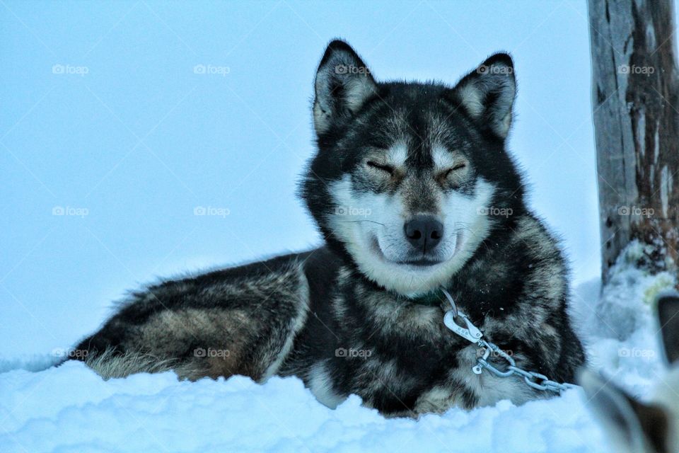Close-up of husky dog resting in snow
