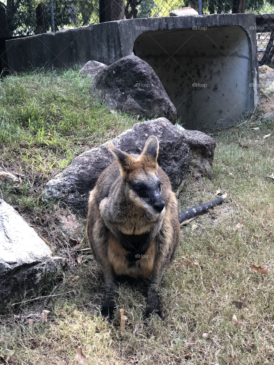 Wallaby