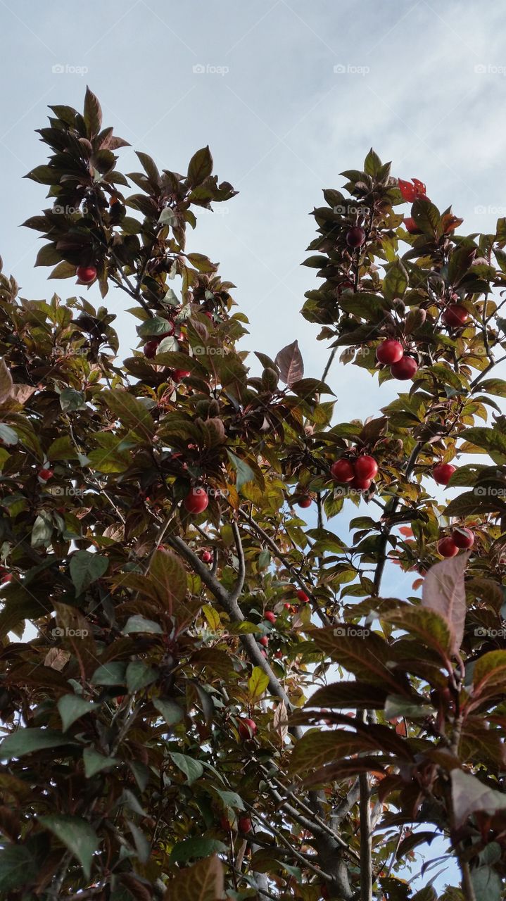 Cherry fruits, cherry picking season