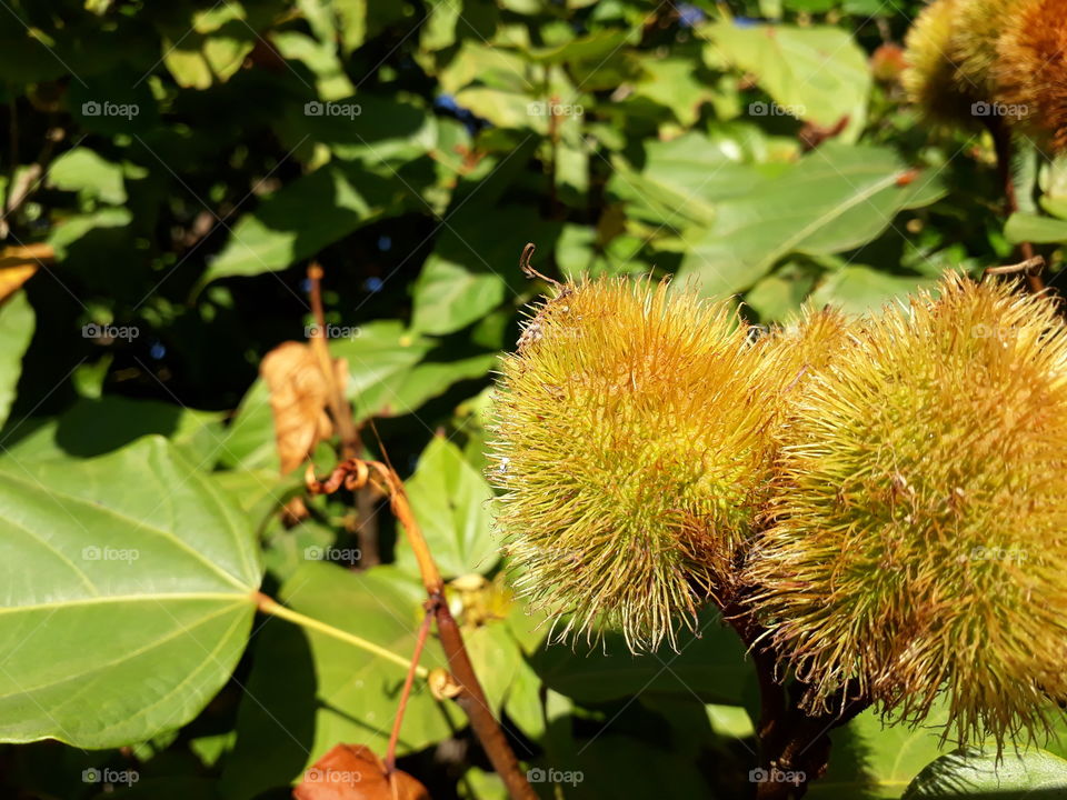Bixa orellana Urucum