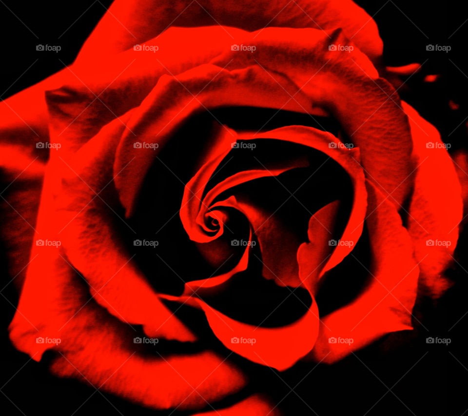 rose