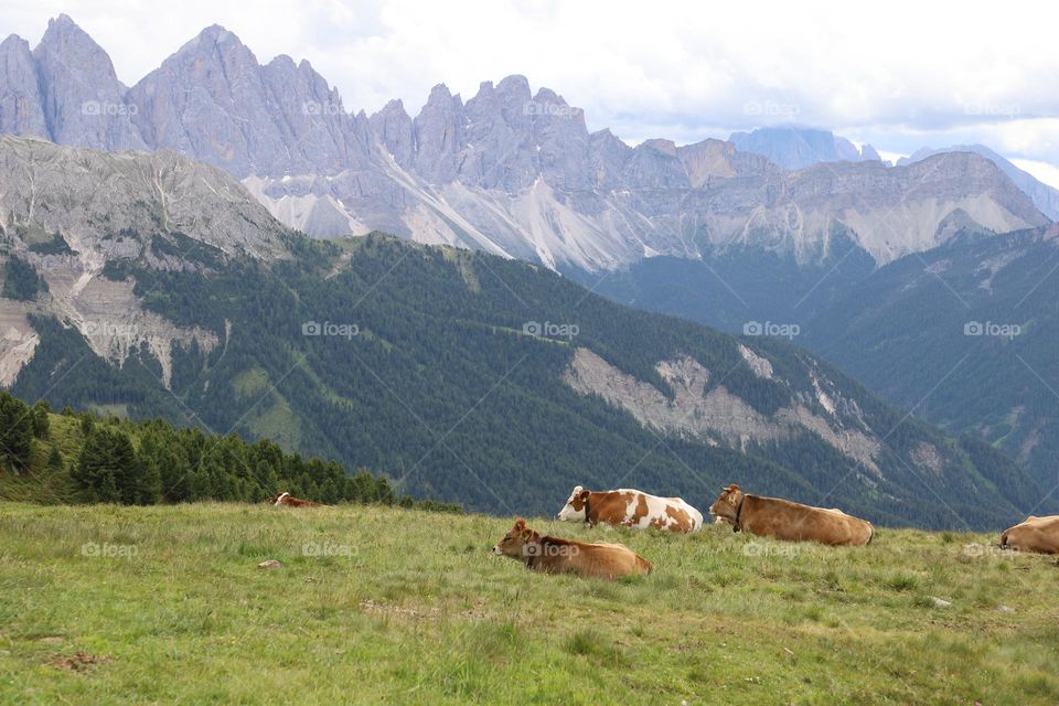 Cows laying in the valley 