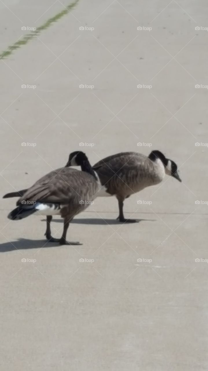 two geese