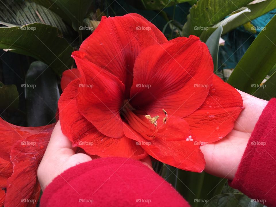 Flor grande roja de cerca