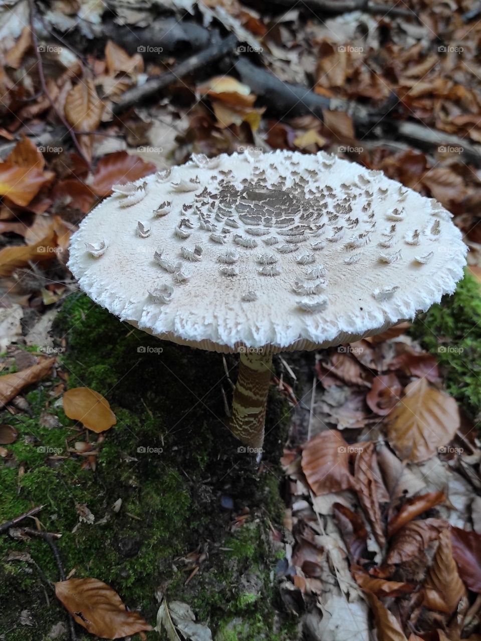 inedible mushroom in the autumn forest close-up