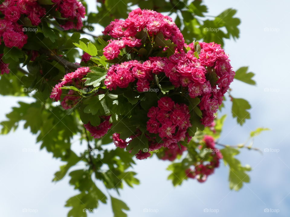 Tree with pink flowers