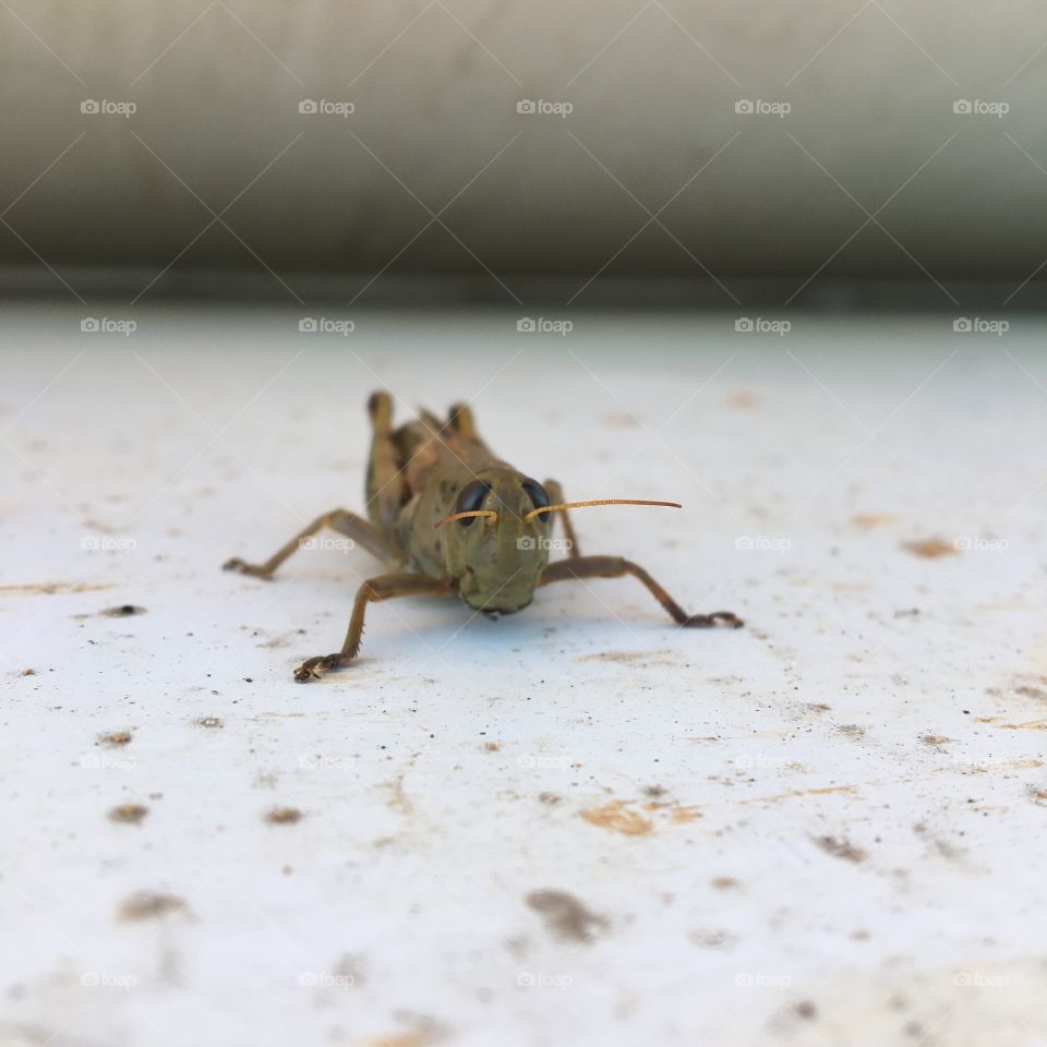 Grasshopper up close 