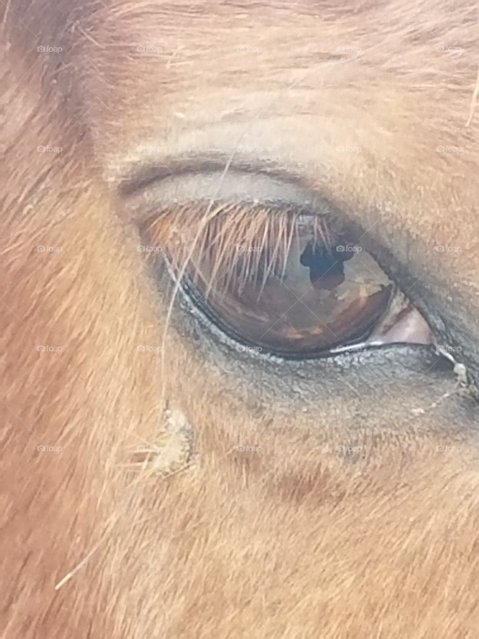 Horse Eye