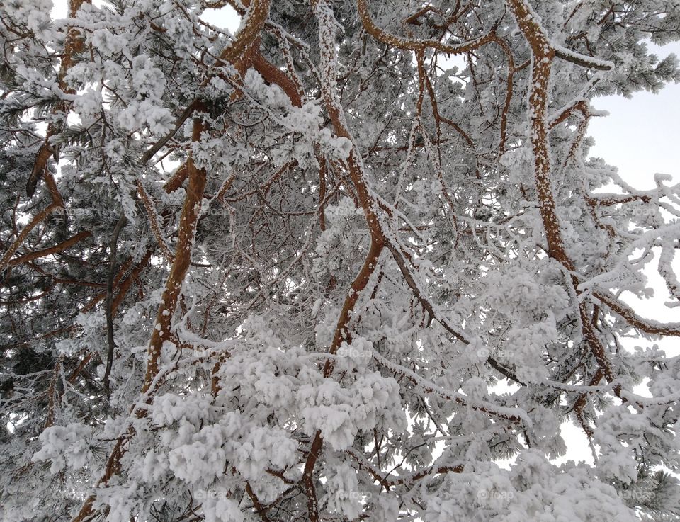 Winter SNOW tree fabruary зимой