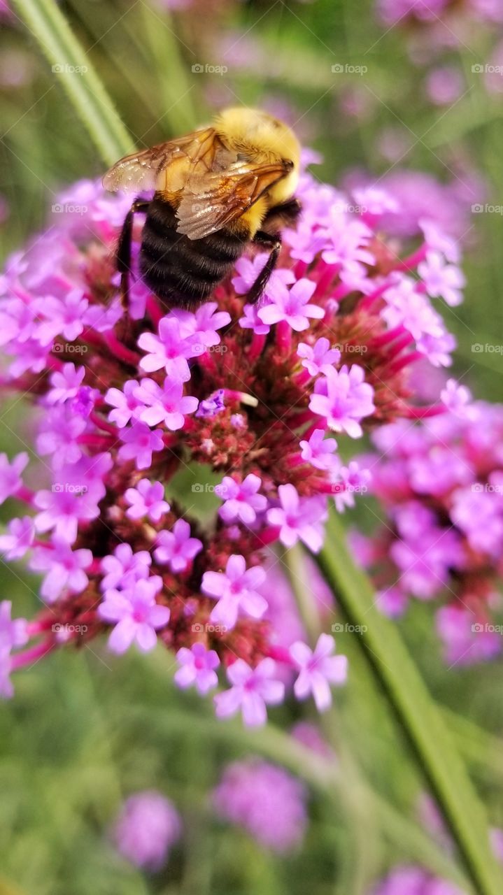 Pollinating bee