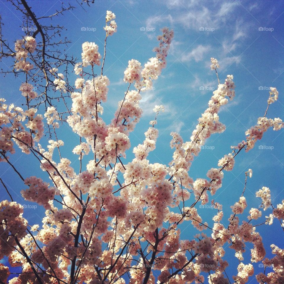 Cherry blossoms blue sky