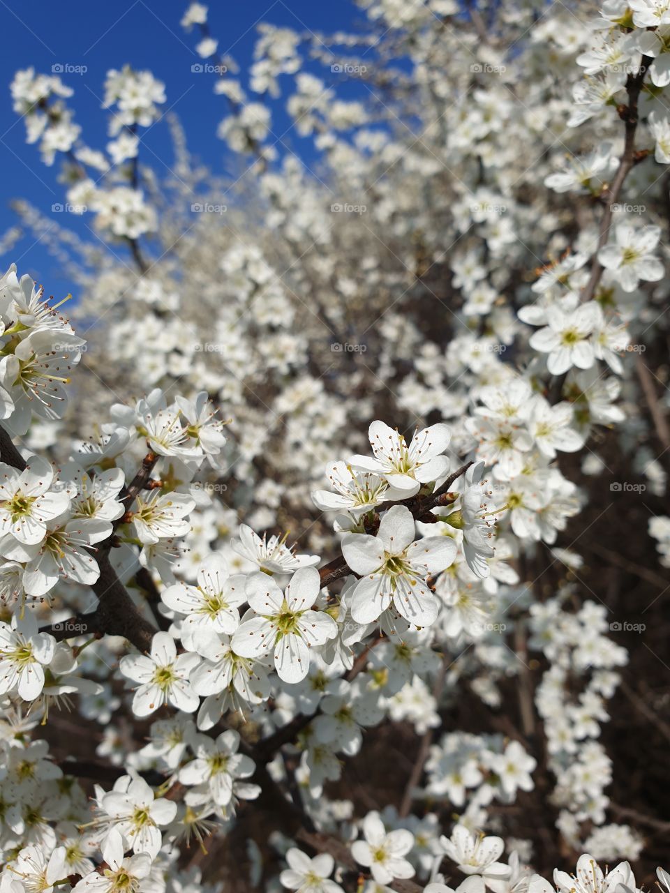 Flowering branches of trees
